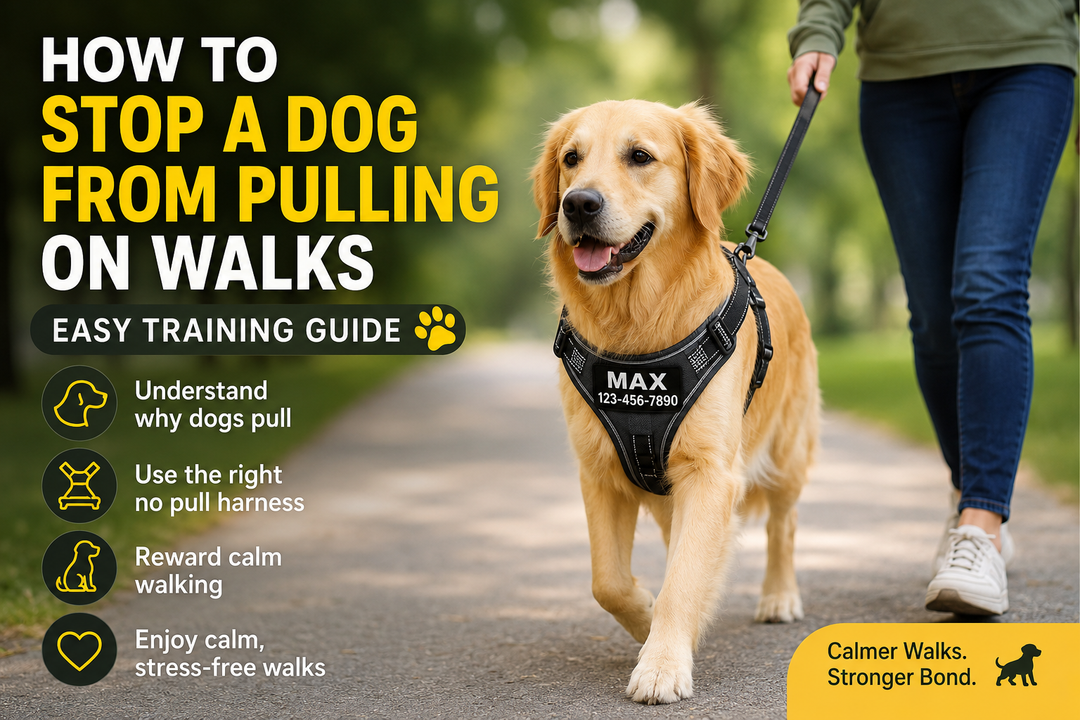How to Stop a Dog From Pulling on Walks (Easy Training Guide)