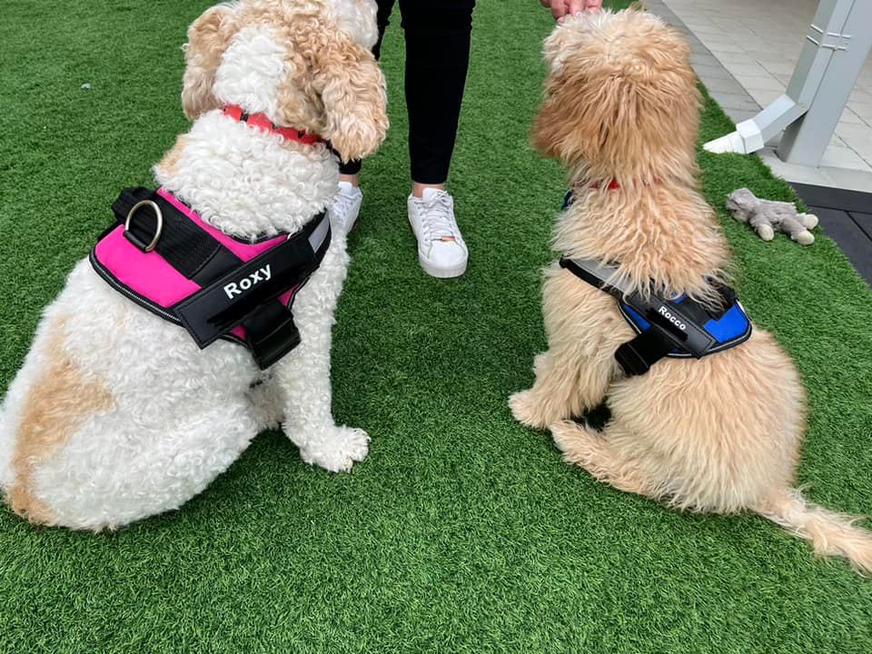 Personalized No Pull Dog Harness (FREE TODAY) - EasyDailyLife