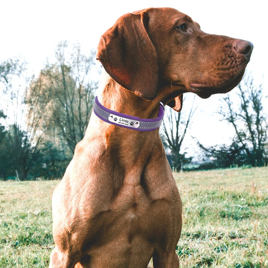 Safety Reflective Name Collar for Dogs & Cats