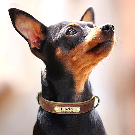 Leather Dog Collars with Engraved Nameplate