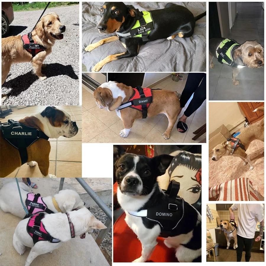 Personalized No Pull Dog Harness - Dogs Color Stock 