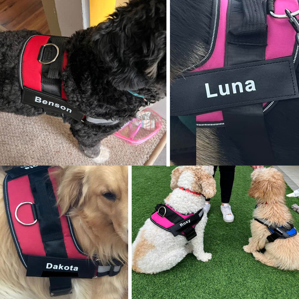 Four dogs wearing personalized no-pull dog harnesses in different colors for comfortable and controlled walking