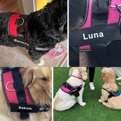 Four dogs wearing personalized no-pull dog harnesses in different colors for comfortable and controlled walking