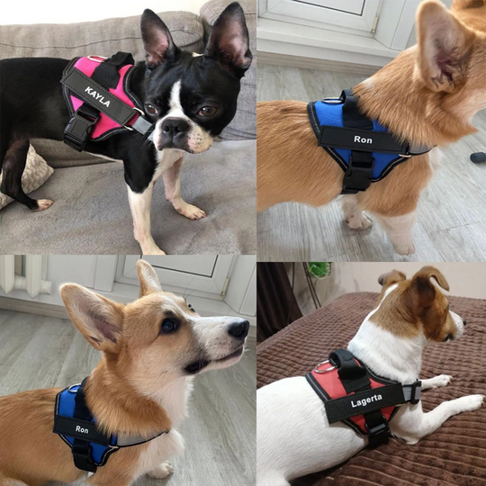 Personalized No Pull Dog Harness (FREE TODAY) - MyDoggyNeeds